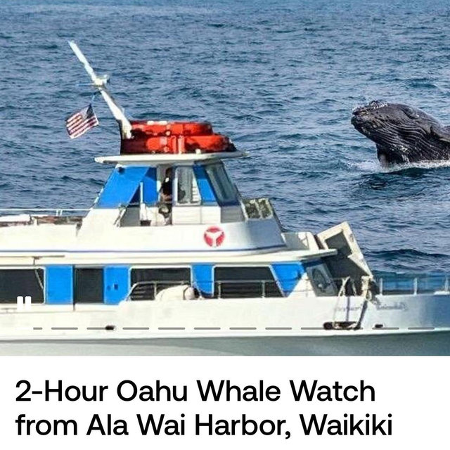 Honeymoon Whale Watching Boat