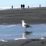 Ocean Shores beach