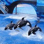 Sea World Drive