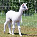 The Maine Alpaca Experience + Alpaca Walks