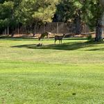 DeBell Golf Club