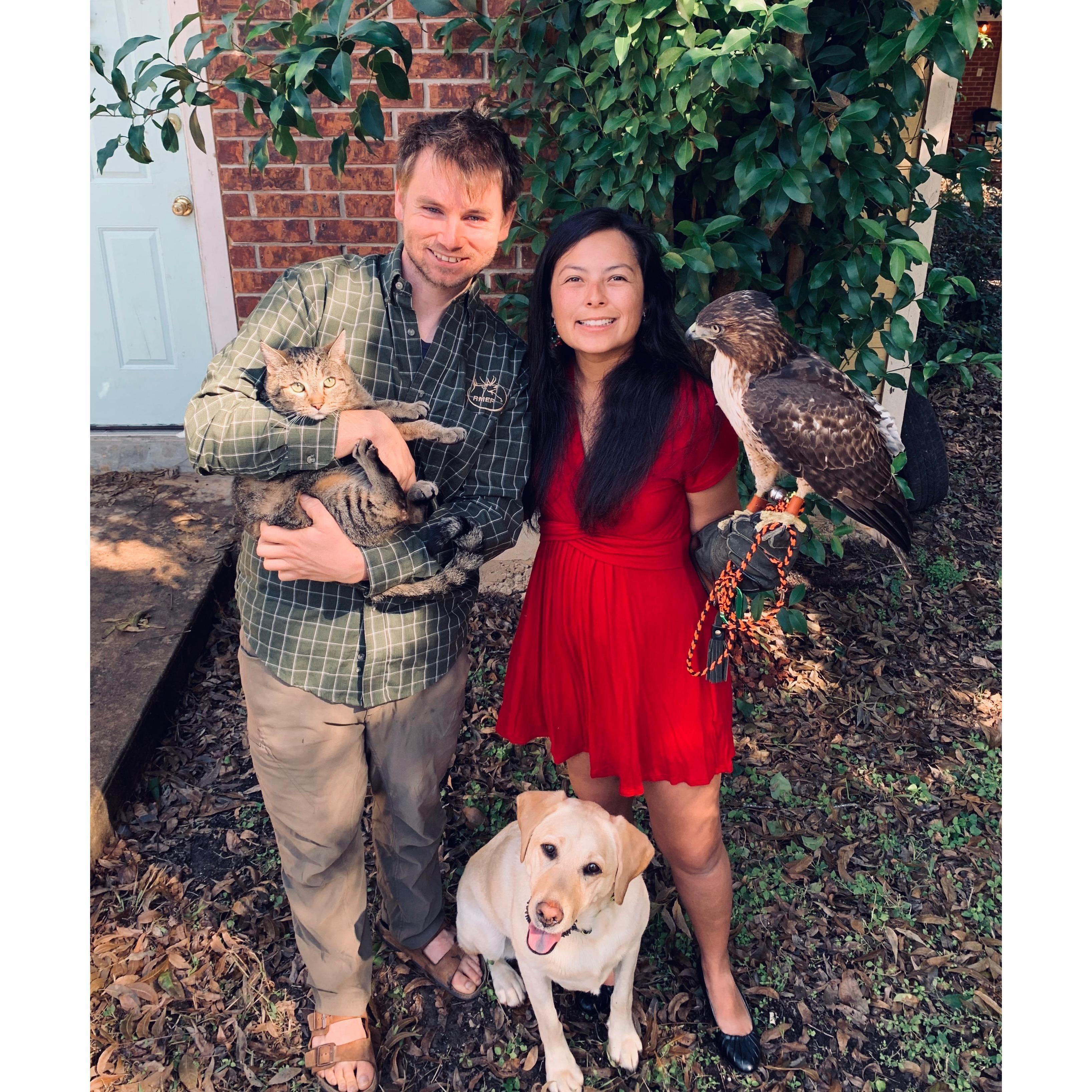 The beginning of the furs and feathers family with our first hawk, Drogo