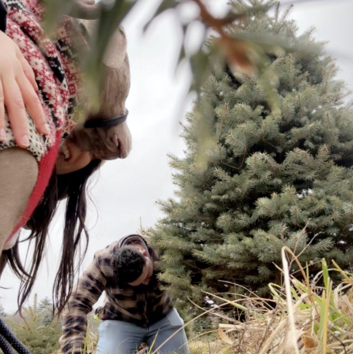 Fall 2025, Cutting down our fourth Christmas tree!