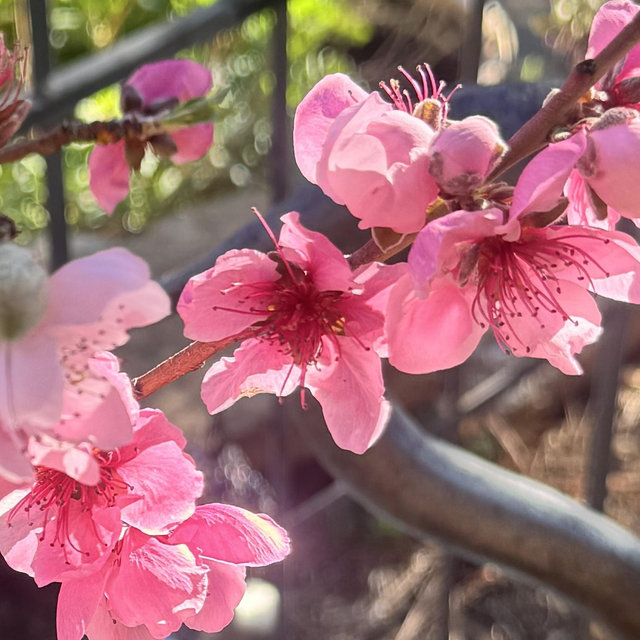 Red Haven Peach Tree