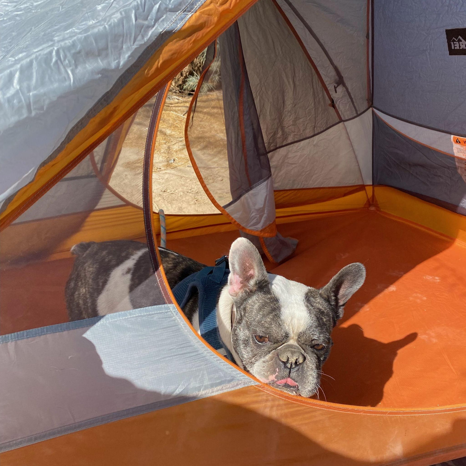 Attie farted in the tent alllllllll night