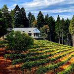 Edio Vineyards at Delfino Farms