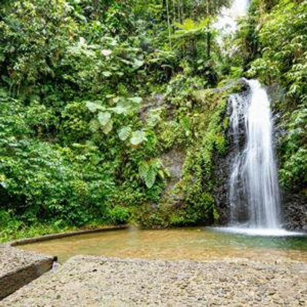 Tropical Rainforest Hike Excursion in Fort-de-france, Martinique