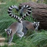 Cheyenne Mountain Zoo