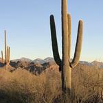 Hike the Tortolita Mountains