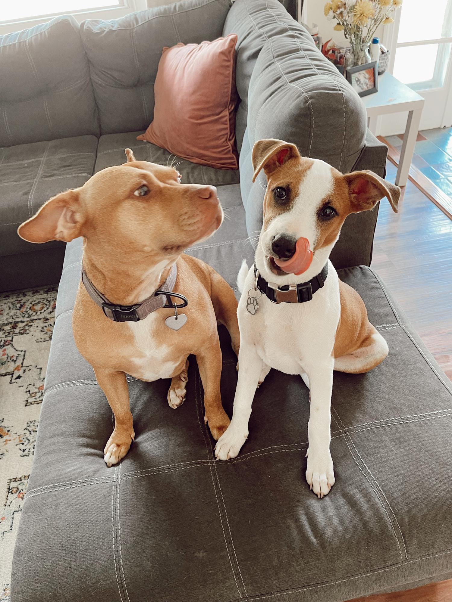 Our sweet pups!