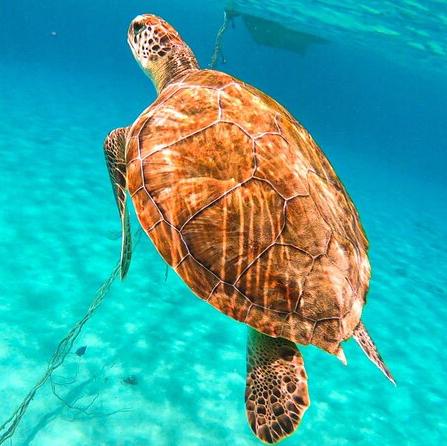 Snorkeling With Turtles