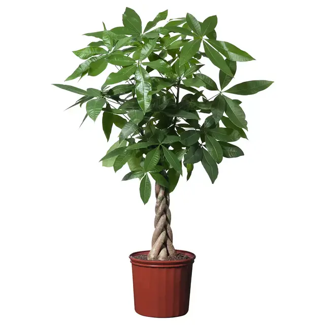 PACHIRA AQUATICA Potted plant, Guinea chestnut, 5 "