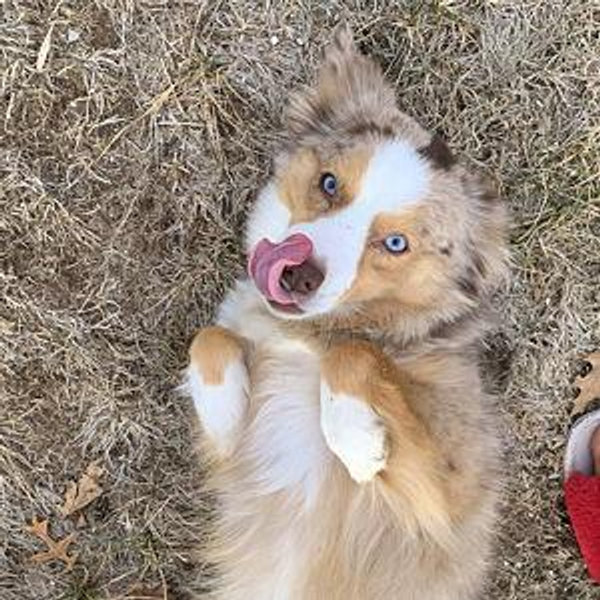 Year's Supply Of Pet Treats