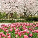The Dallas Arboretum and Botanical Garden