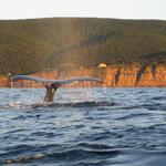 Whale Watching Tours