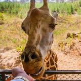 Wild Animal Safari - Pine Mountain, Georgia