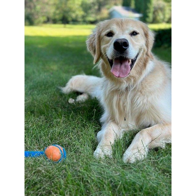 Henry, aka "Mr Man"