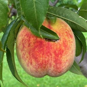 Bounty Peach Tree