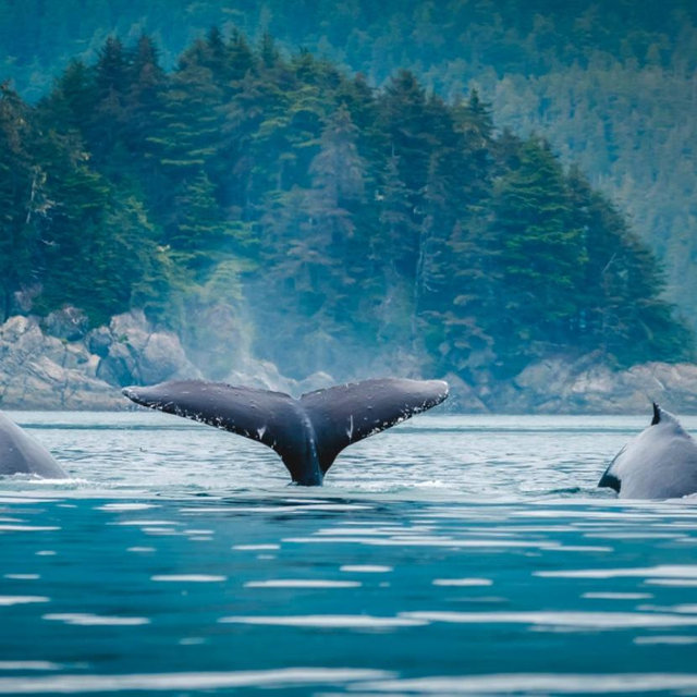 Whale Tour - credit card