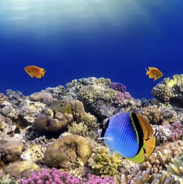 Great Barrier Reef Snorkeling