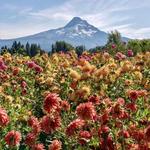 Hood River Fruit Loop