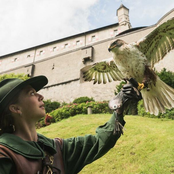 Falconry Excursion