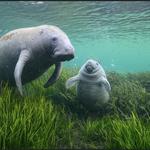 Manatee Viewing Center