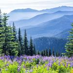 Hoh Rainforest - Olympic National Park