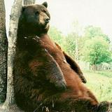 Oswald’s Bear Ranch