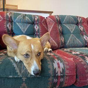 New Couch
