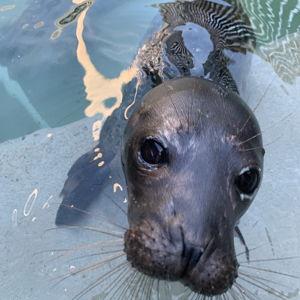 The Marine Mammal Center