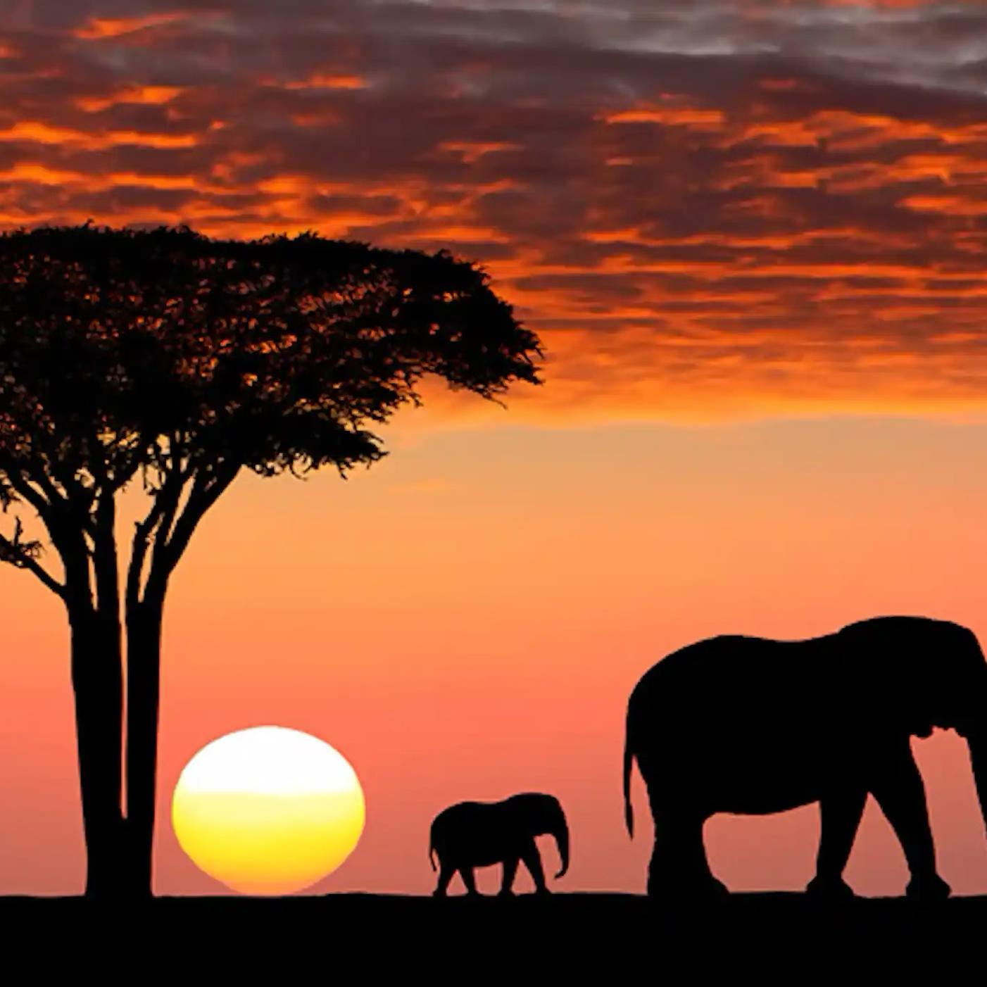 African Safari Honeymoon Fund