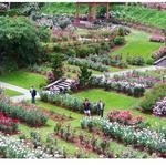 International Rose Test Garden