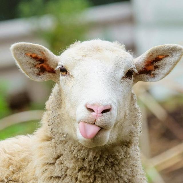 Sheep - ewe