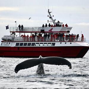 Whale Watching Cruise in Iceland