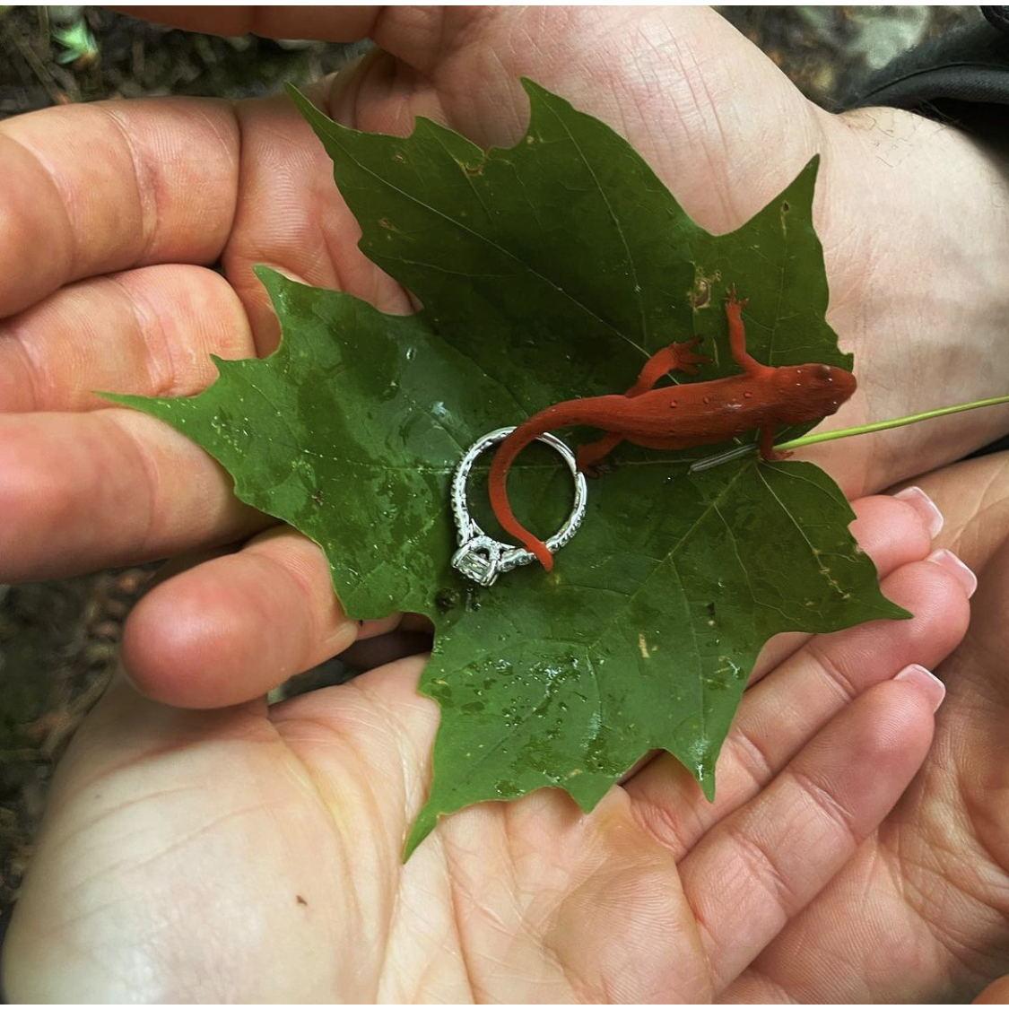 Following the proposal, we found a friend!