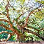 Angel Oak Tree