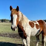 Black Butte Ranch | Horseback Trail Riding