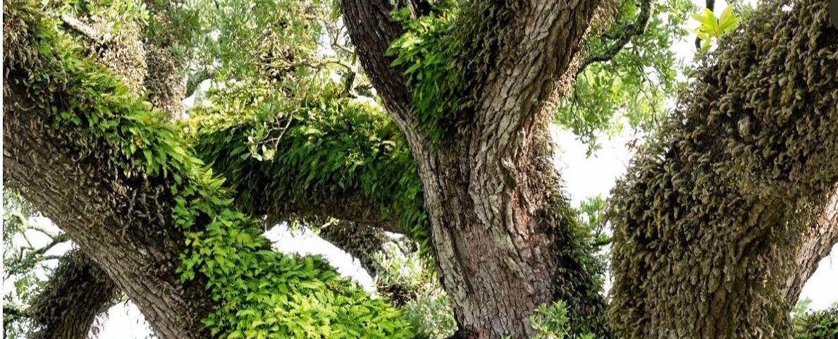 The Wedding Website of Jillian Mullane and Nicholas Kolsin