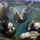 Monterey Bay Aquarium