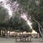 Queen Creek Olive Mill