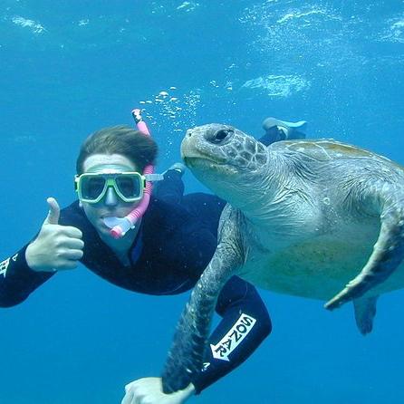 Turtle Snorkeling on Our Honeymoon