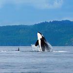 Whale Watching