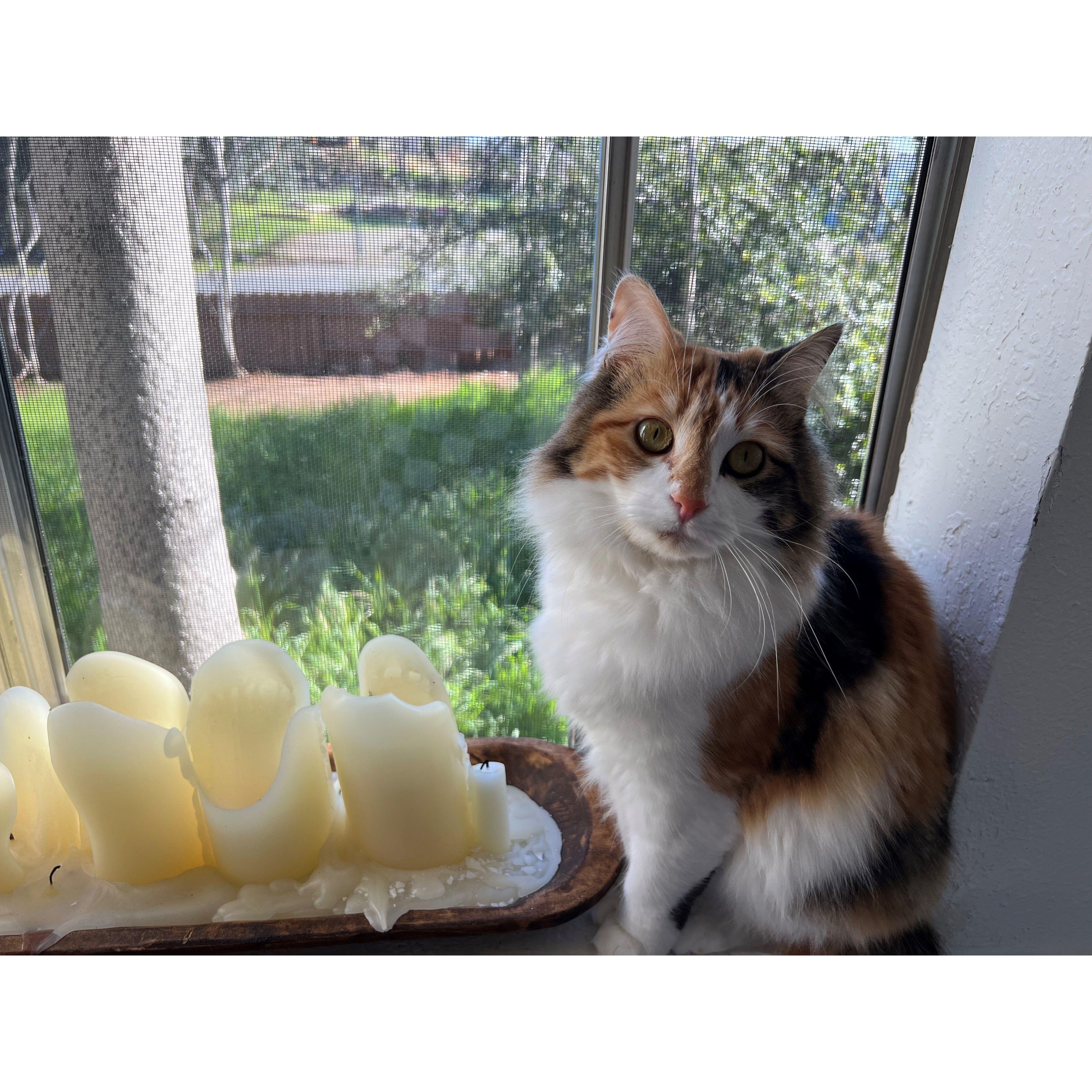 Calico fur-baby, Pixie.