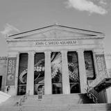 Shedd Aquarium