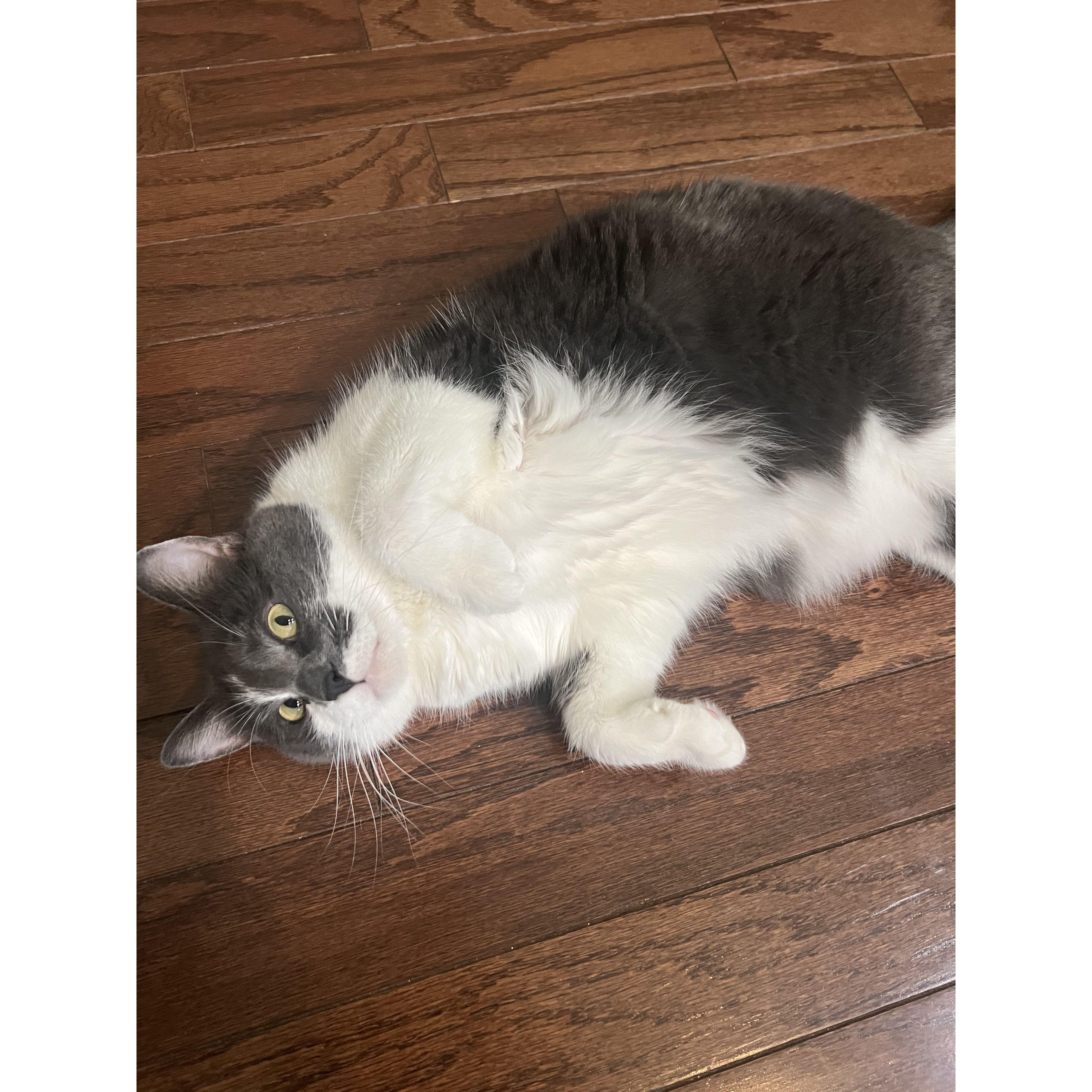 Another one of Richard and Hayley's pride and joys, Atticus a.k.a. Mr. Squishy