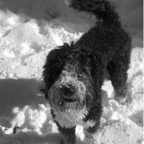 Our boy, Boomer