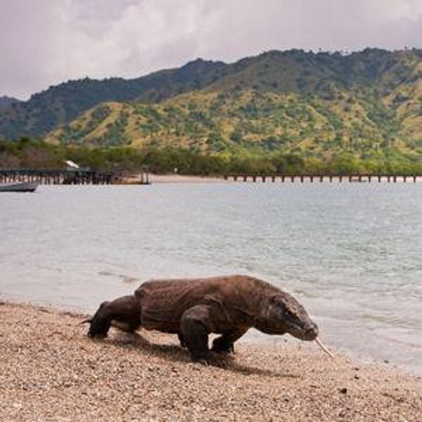 Komodo National Park Tour