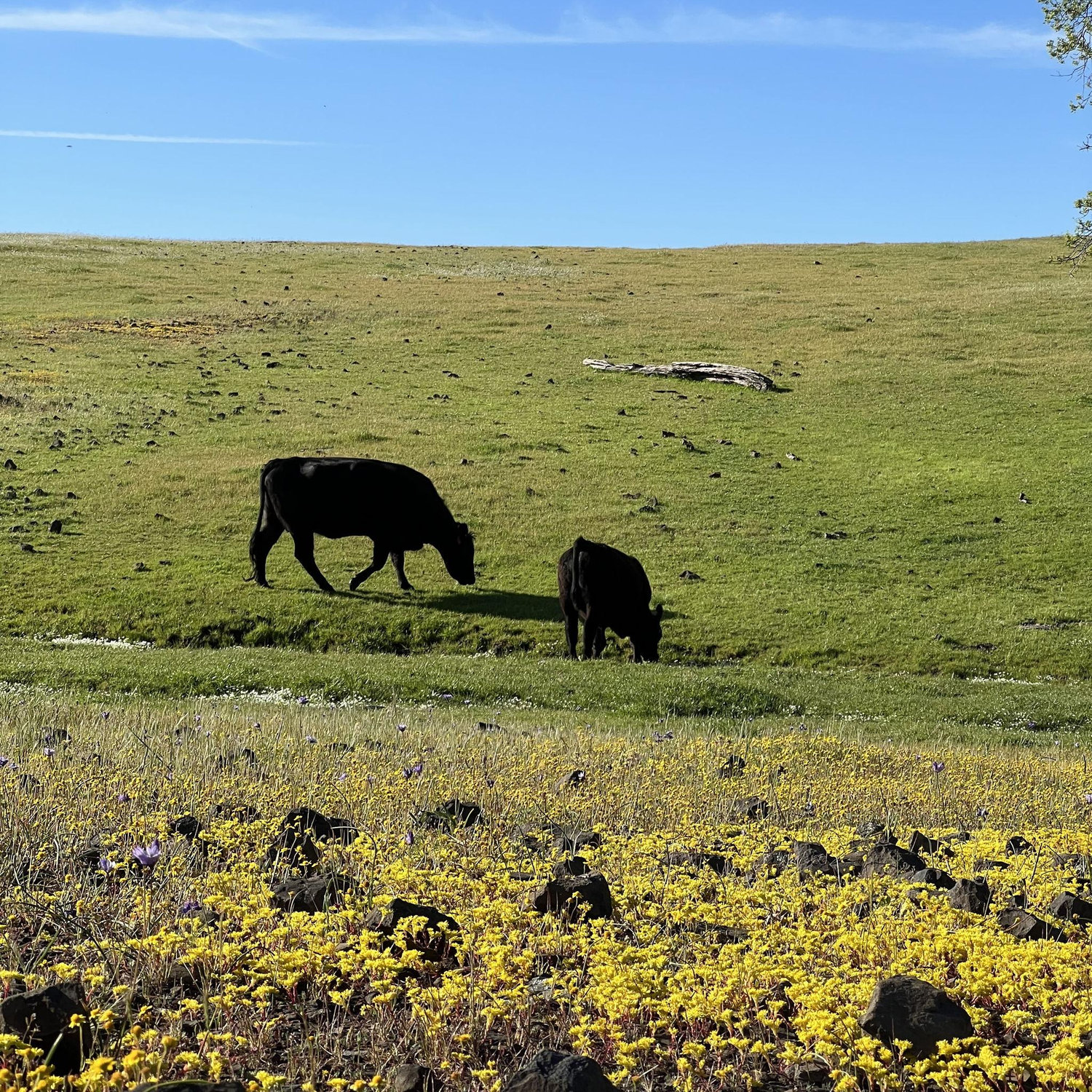 Jesus and me, if we were cows.