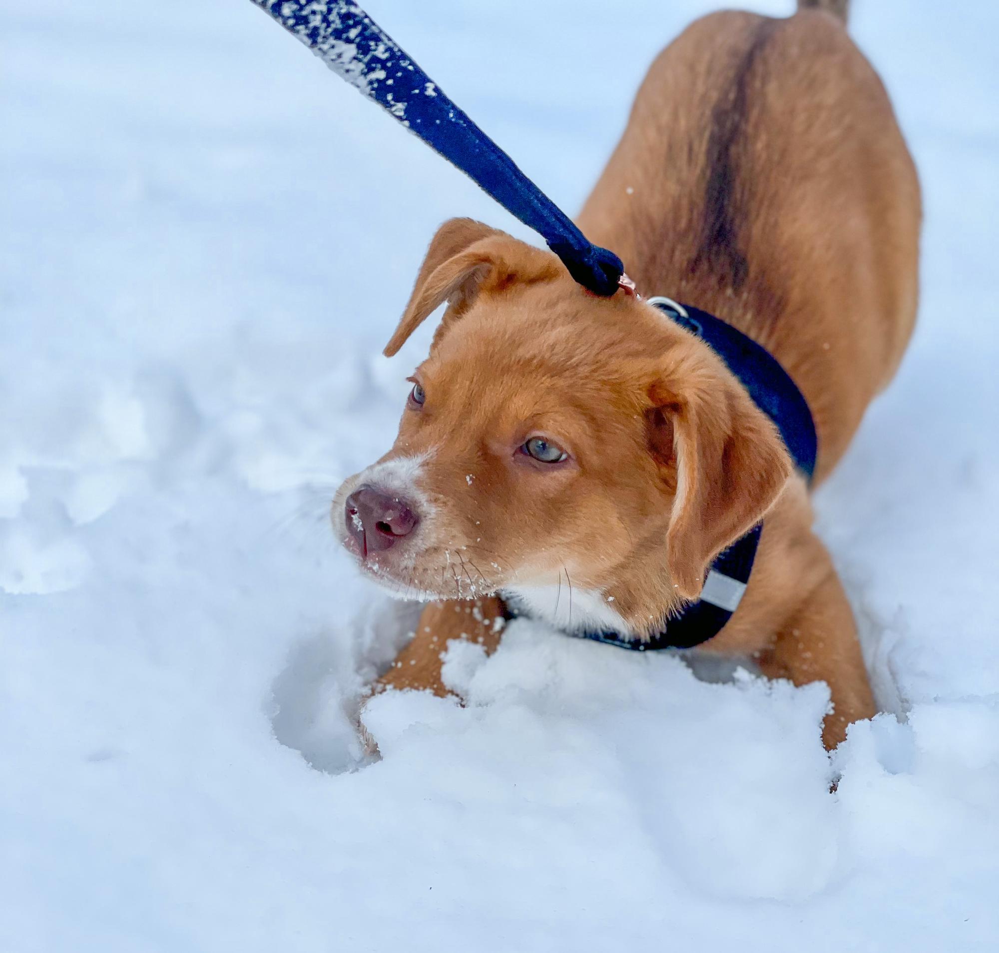 Archie, the new pup